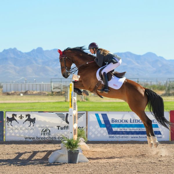 chestnut horse jumping
