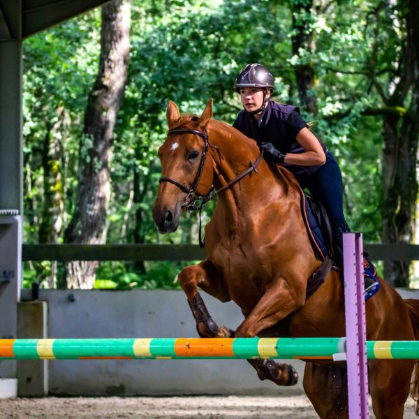 chestnut horse jumping over pole